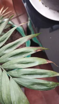 How to Treat Brown blotch Disease on Parlor palm?