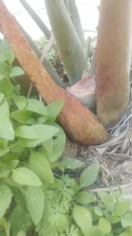 How to Treat Black blotch Disease on Aloe vera?