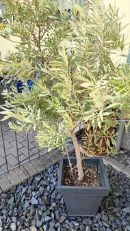 Wie behandelt man die Krankheit Schmierluse bei Olivenbaum?
