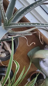 Wie behandelt man die Krankheit Schwarze Flecken bei Echte Aloe?