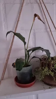 How to Treat Leaf blight Disease on Peace lily?