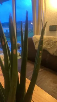 sansevieria laurentii pflege Bogenhanf Sansevieria – Luftreinigende Zimmerpflanze 17 cm main image 1