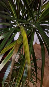 feey glücksfeder Glücksfeder XL | Zamioculcas zamiifolia