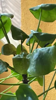variegated swiss cheese plant Variegated Monstera deliciosa