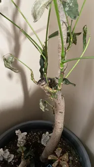 feigenbaum zimmerpflanze kaufen Bio Feigenbaum Ficus carica Zimmerpflanze Ø13cm H20cm kaufen