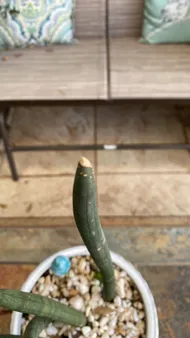 Wie behandelt man die Krankheit Blattbrune bei Sansevieria cylindrica?