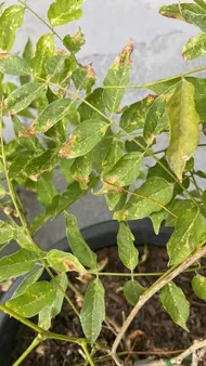 How to Treat Leaf rot Disease on Chinese wisteria?