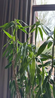 dracena spike Dracaena Indivisa Proven Accents Spikes main image 0