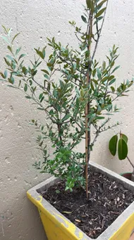 olivenbäume günstig Künstlicher Olivenbaum 120 cm günstig online kaufen