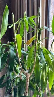 How to Treat Wilting Disease on Song of india?