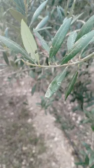thuja glauca Thuja orientalis Minima Glauca – The Plant Broker