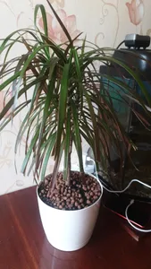schmuck-farn Abellona Mond Farn Gelagert Anhänger Armband – Disturbia main image 1