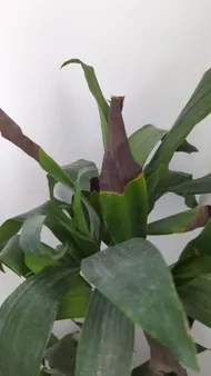 Wie behandelt man die Krankheit Braune Flecken bei Duftender Drachenbaum?