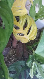 philodendron dragon tail Philodendron Dragon Tail Variegata main image 0