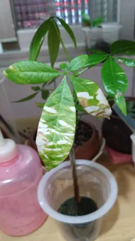 black princess plant philodendron Philodendron 'Burgundy Princess'  Carnivero