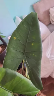 How to Treat Leaf spot Disease on Taro?