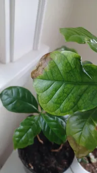 monstera deliciosa variegata full moon Monstera deliciosa Variegata albo 