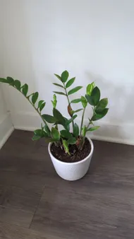 How to Treat Brown blotch Disease on Zanzibar gem?