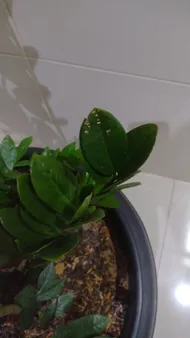 How to Treat Brown blotch Disease on Zanzibar gem?