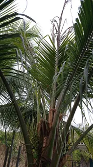 Wie behandelt man die Krankheit Blattbrune bei Kokospalme?