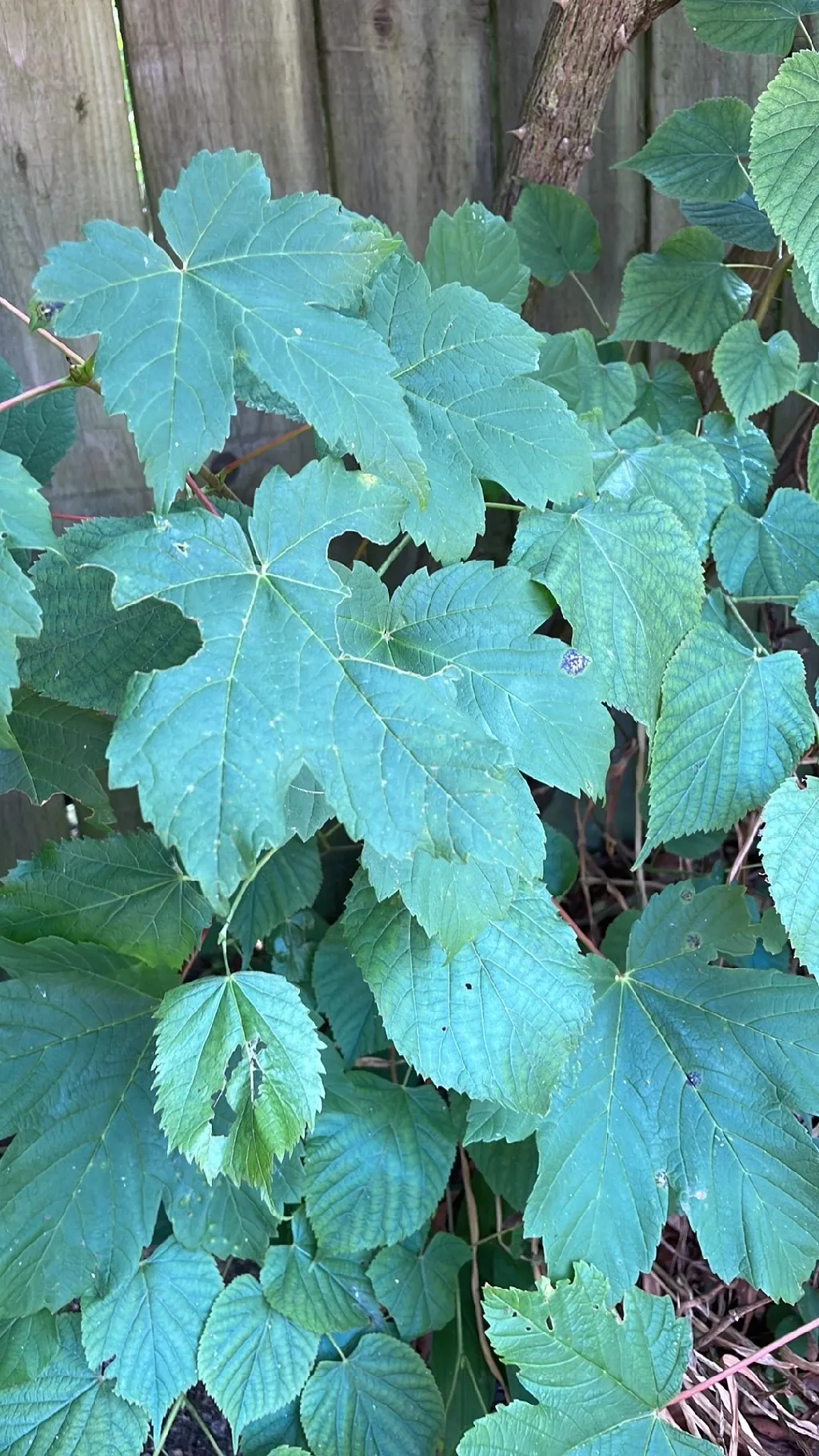 Comment identifier Érable sycomore (Acer pseudoplatanus), image size:1024x1820