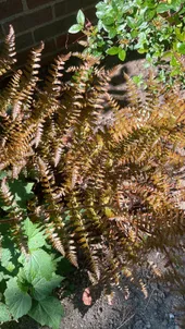 So identifizierst du Rotschleierfarn (Dryopteris erythrosora)