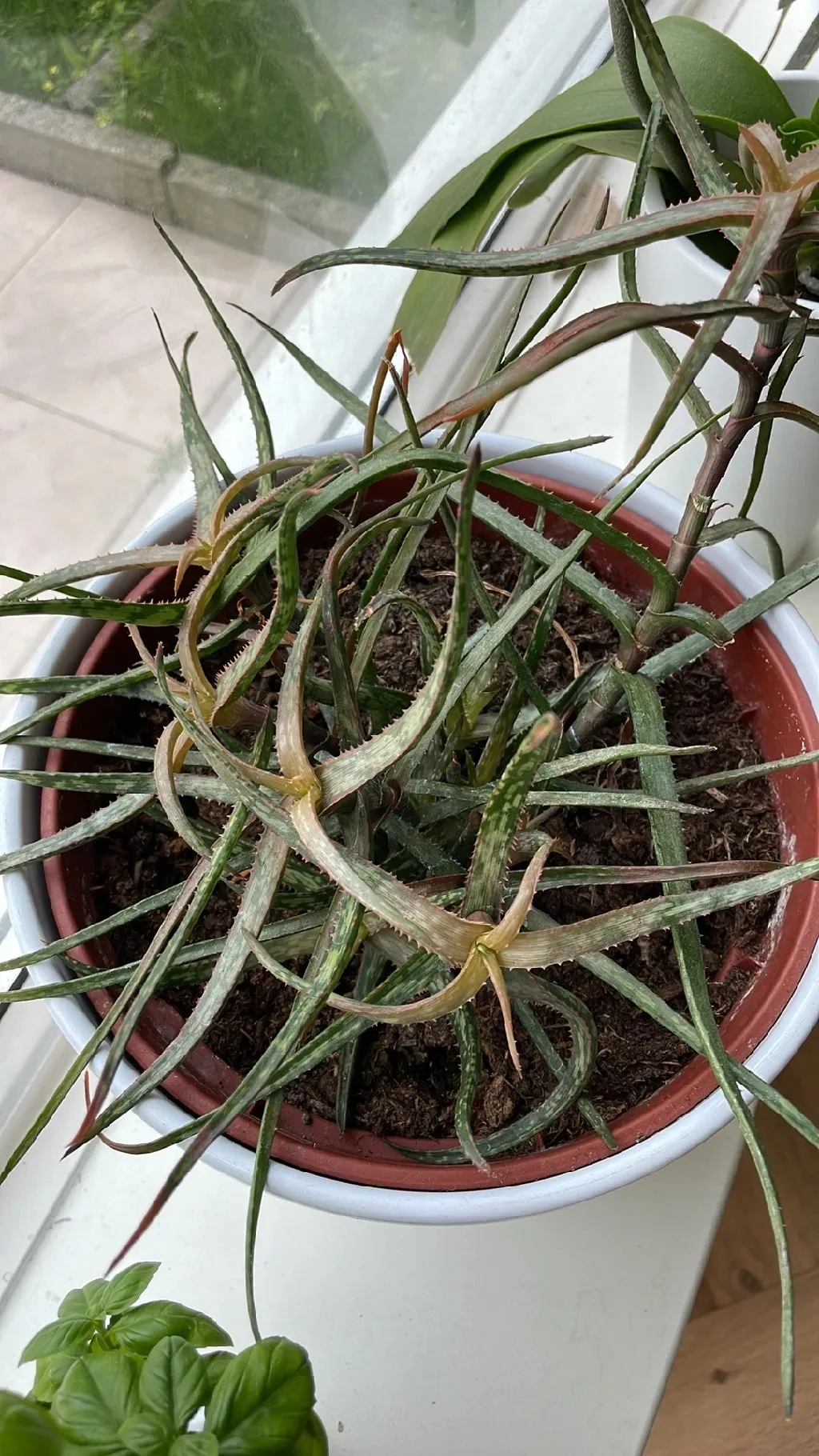 How to identify Baker aloe (Aloe bakeri)