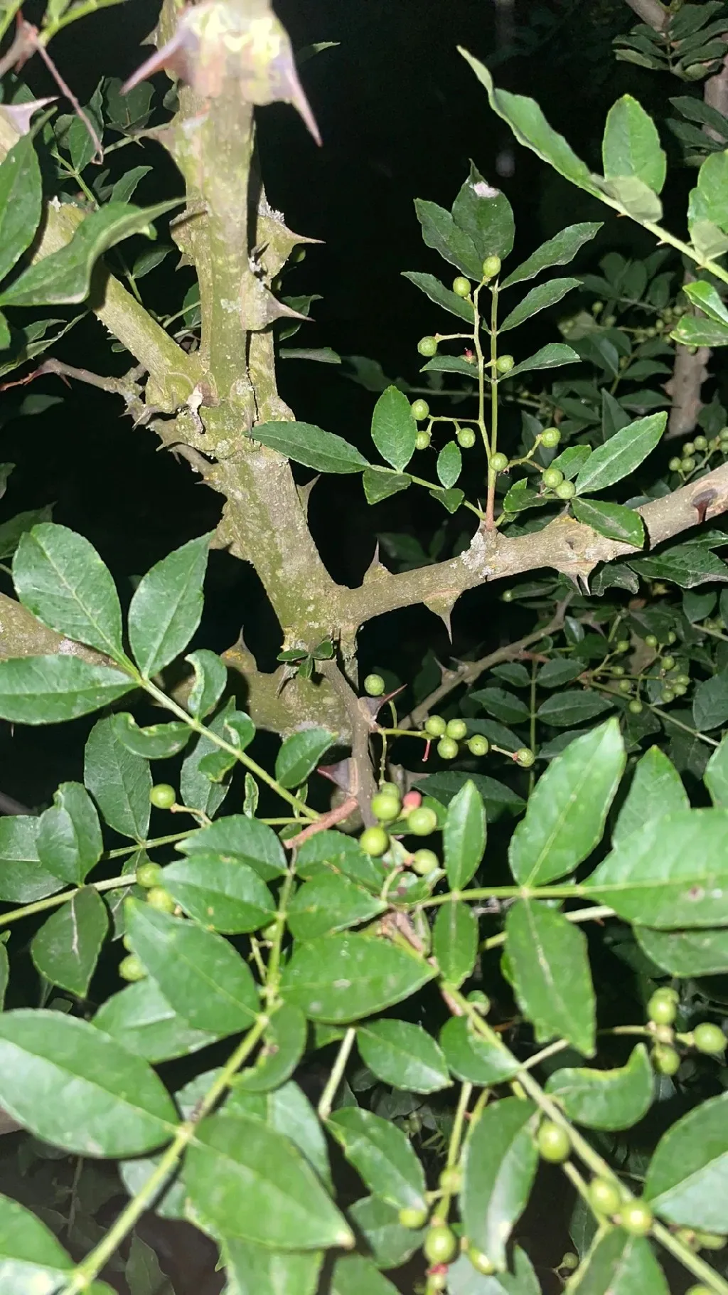 25 flatspine FICHI D'INDIA Ash semi-Zanthoxylum simulans 25 flatspine FICHI D'INDIA Ash semi-Zanthoxylum simulans