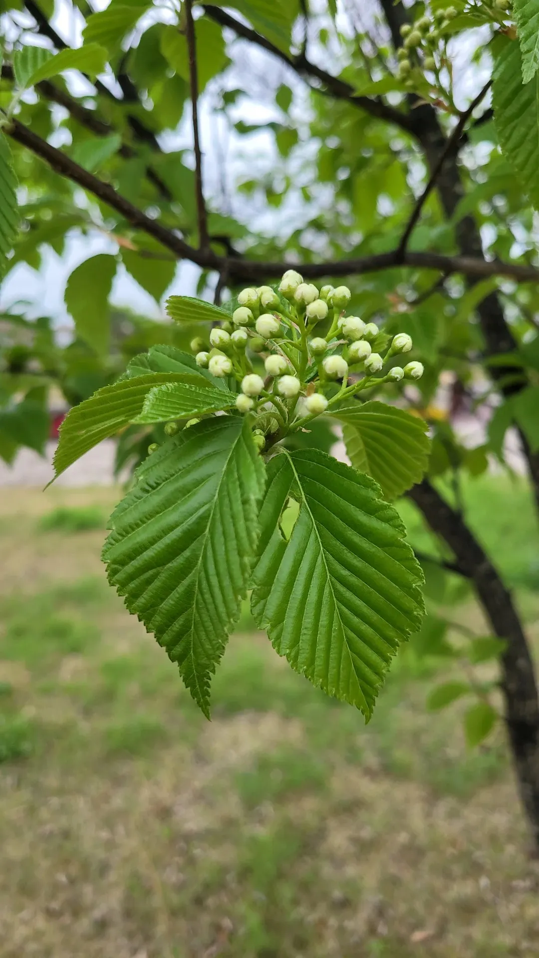 アズキナシ（小豆梨）の判定方法 (Sorbus alnifolia)