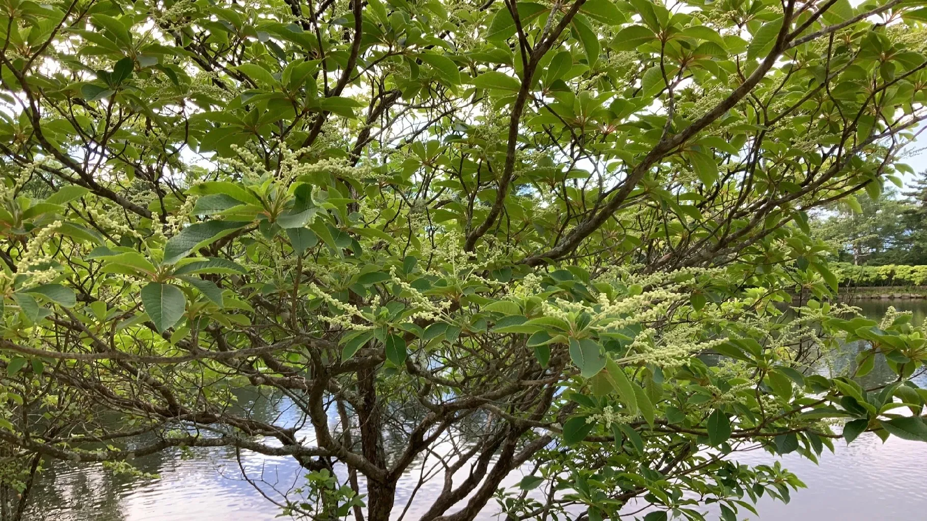 優良。山採りリョウブ。 山採り自然樹形リョウブ販売 秋元園芸