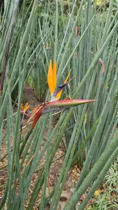 ストレリチア・ユンセアの判定方法 (Strelitzia juncea) ストレリチア・ユンセアの判定方法 (Strelitzia juncea)