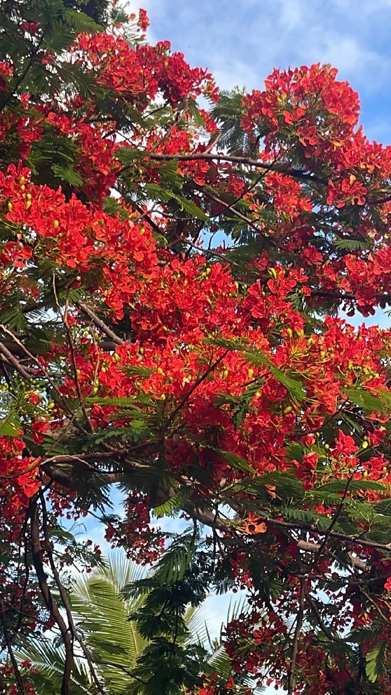 ホウオウボク（鳳凰木）の花言葉と文化的な意味：赤い炎のごとく輝く花, image size:800x1422