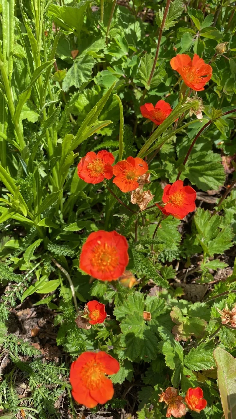 アイスランドポピーのクレイフラワー 赤 茶色の花瓶付き アイスランド