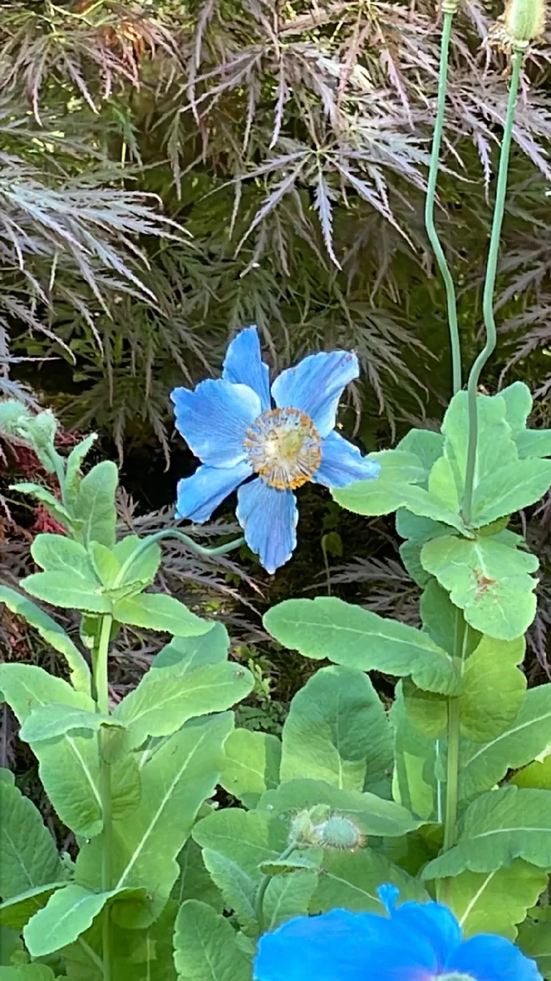 アイス ランド ポピー 花 言葉