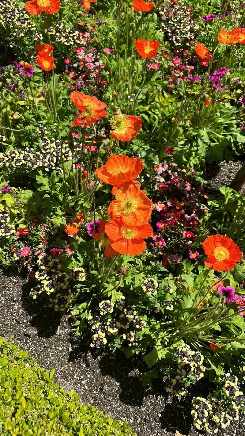 アイス ランド ポピー 花 言葉