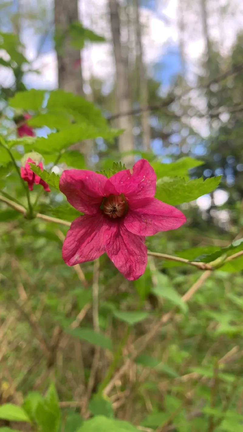 サンデーガーデナー (@3daygardener) • Instagram photos and videos, image size:800x1422