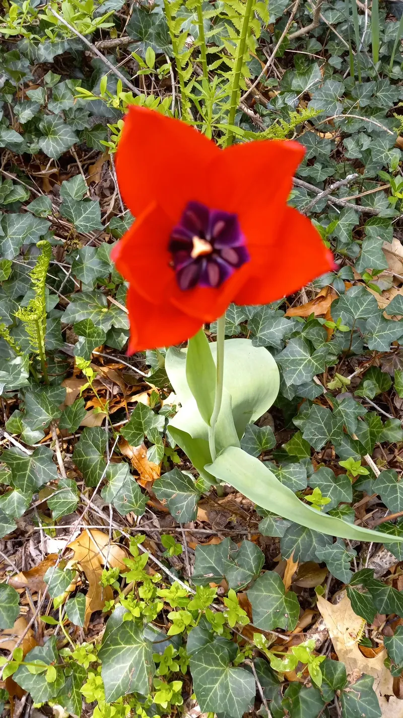 揭開鬱金香的秘密：一種浪漫與文化的象徵