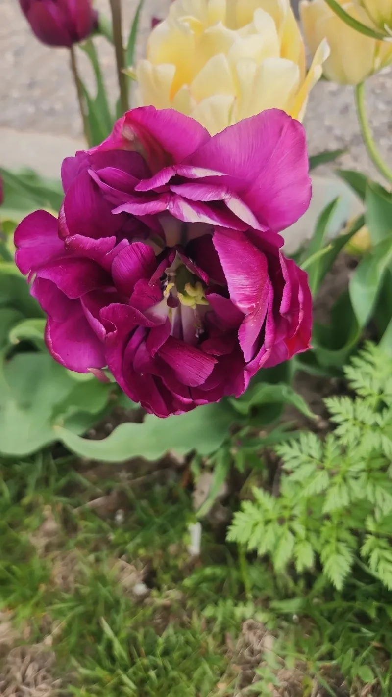 揭開鬱金香的秘密：一種浪漫與文化的象徵