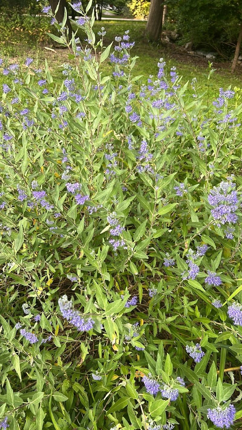 Discover the Unique Charm and Meaning of the Mongolian Bluebeard Flower