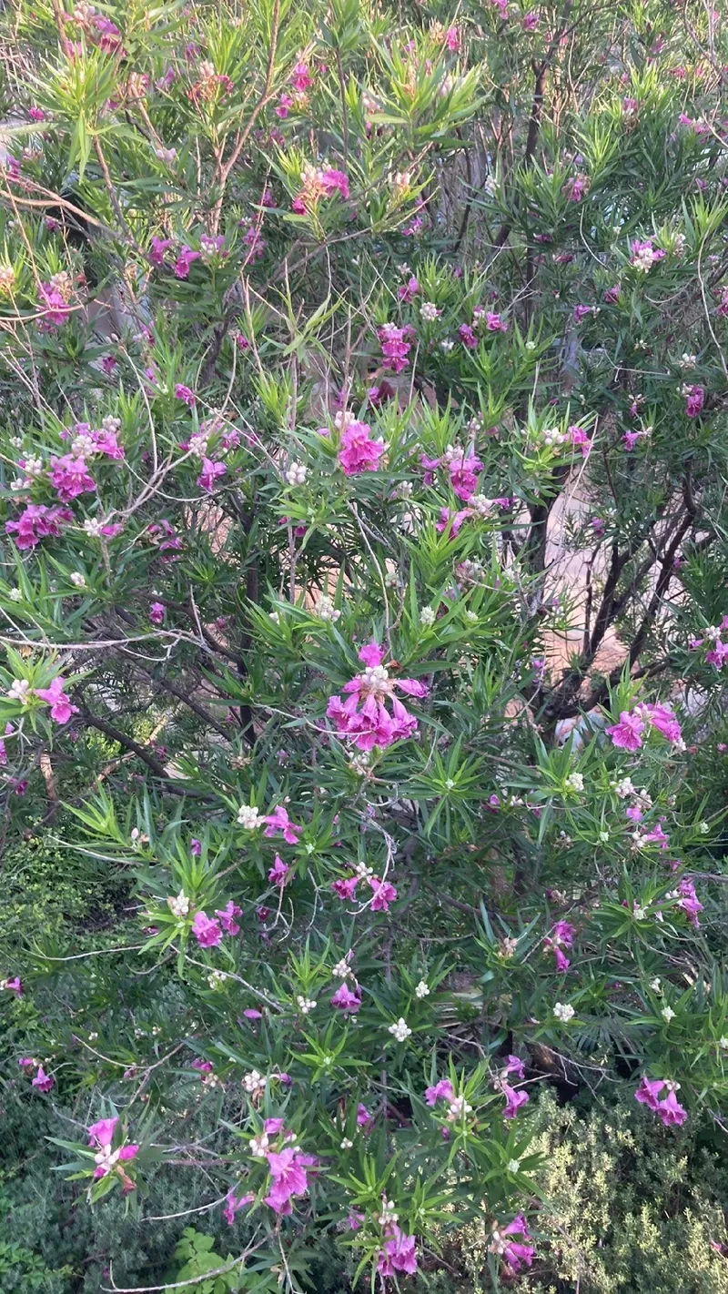 Descubra a Beleza e o Significado Cultural do Salgueiro do Deserto, image size:800x1422