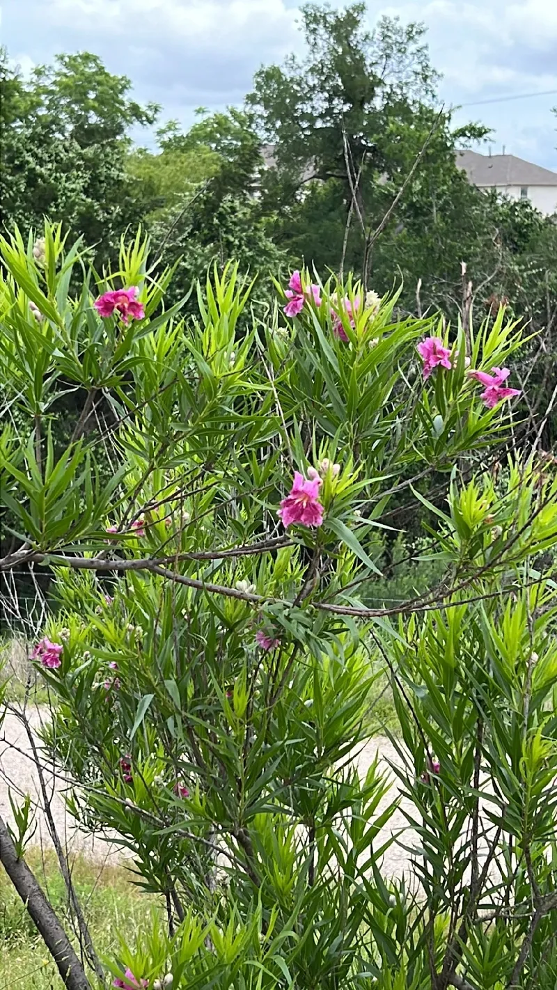 Descubra a Beleza e o Significado Cultural do Salgueiro do Deserto, image size:800x1422