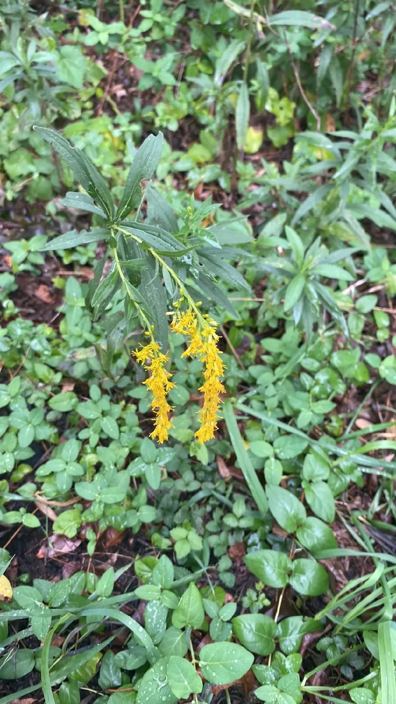セイタカアワダチソウ（背高泡立草）の花言葉と文化的な意味
