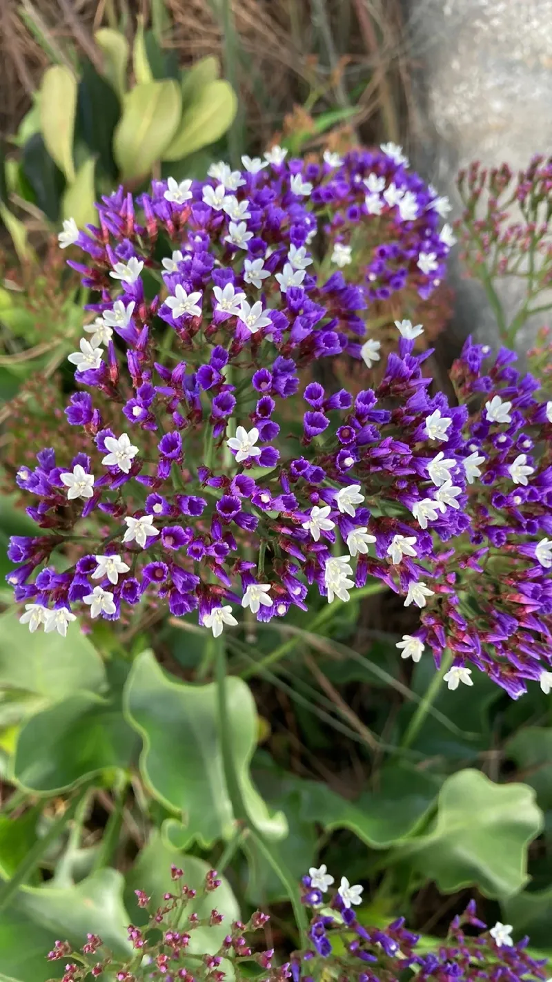 The Rich Symbolism and Uses of Perez's Sea Lavender in Flower Language