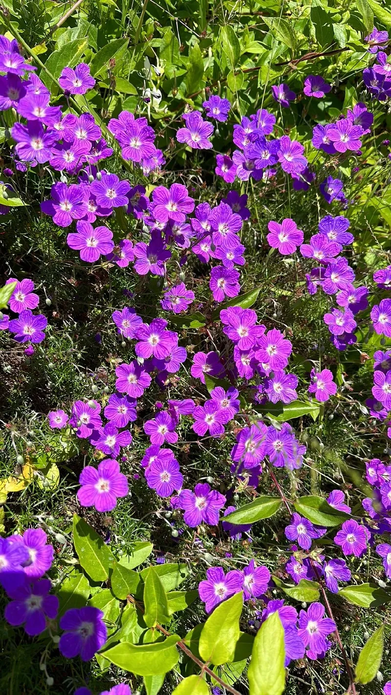 アケボノフウロ（曙風露）の魅力と花言葉を探る—その歴史と文化的意義