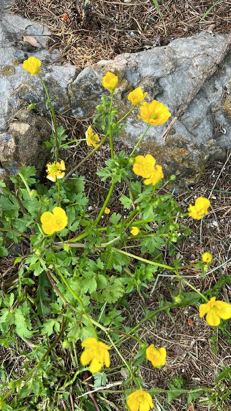 Die faszinierende Symbolik des Kriechenden Hahnenfu in der Blumensprache
