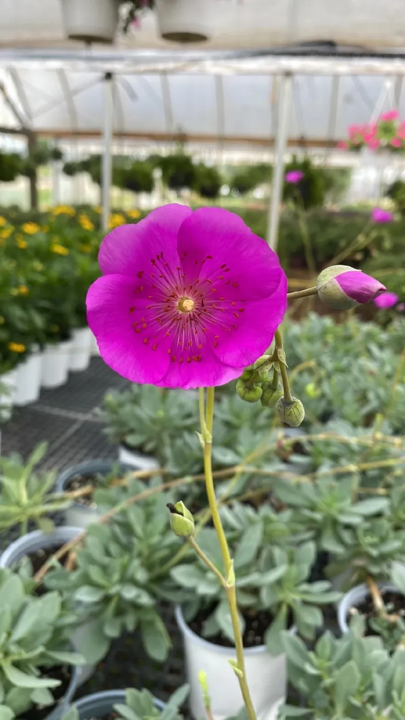 Exploring the Beauty and Symbolism of the Moss Rose Flower