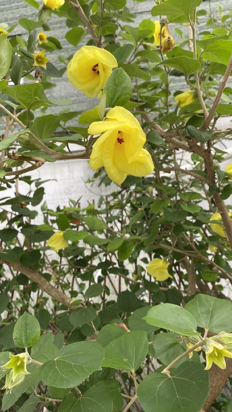 オオハマボウ（大浜朴）の魅力とその花言葉：知っておくべきポイント