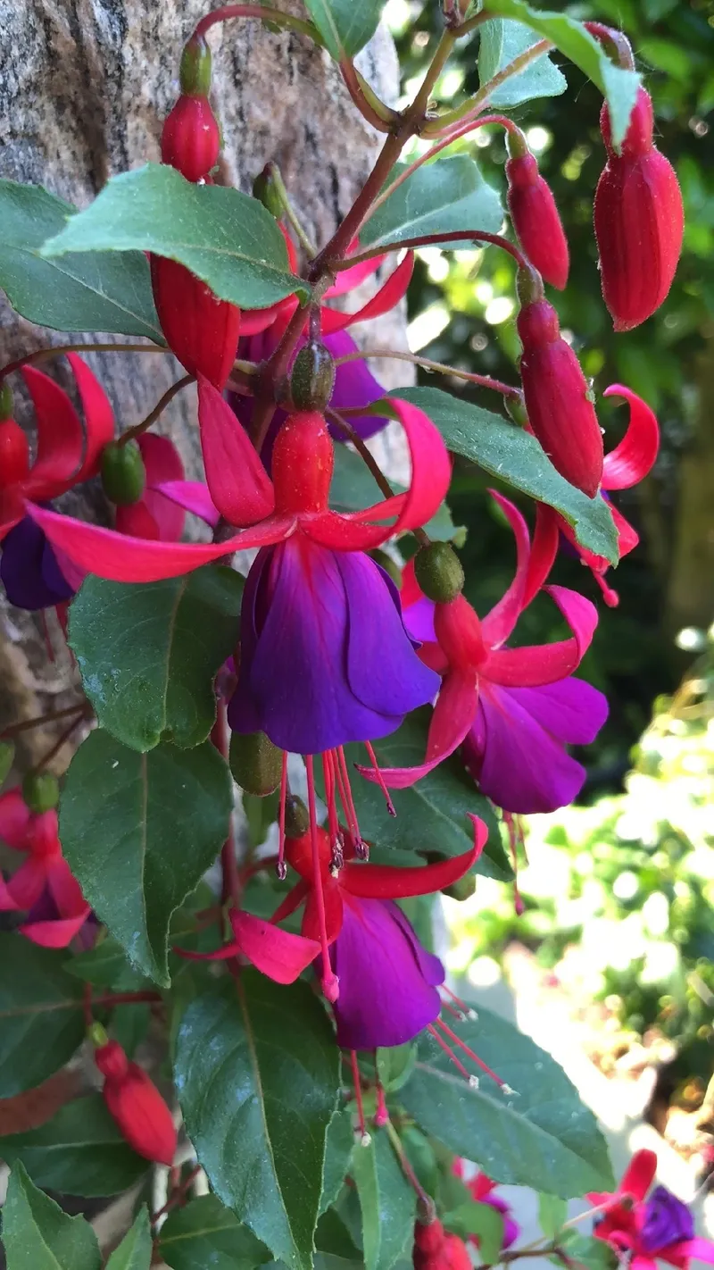 ツリウキソウの美しさと意味——フクシア・マゲランカの魅力に迫る