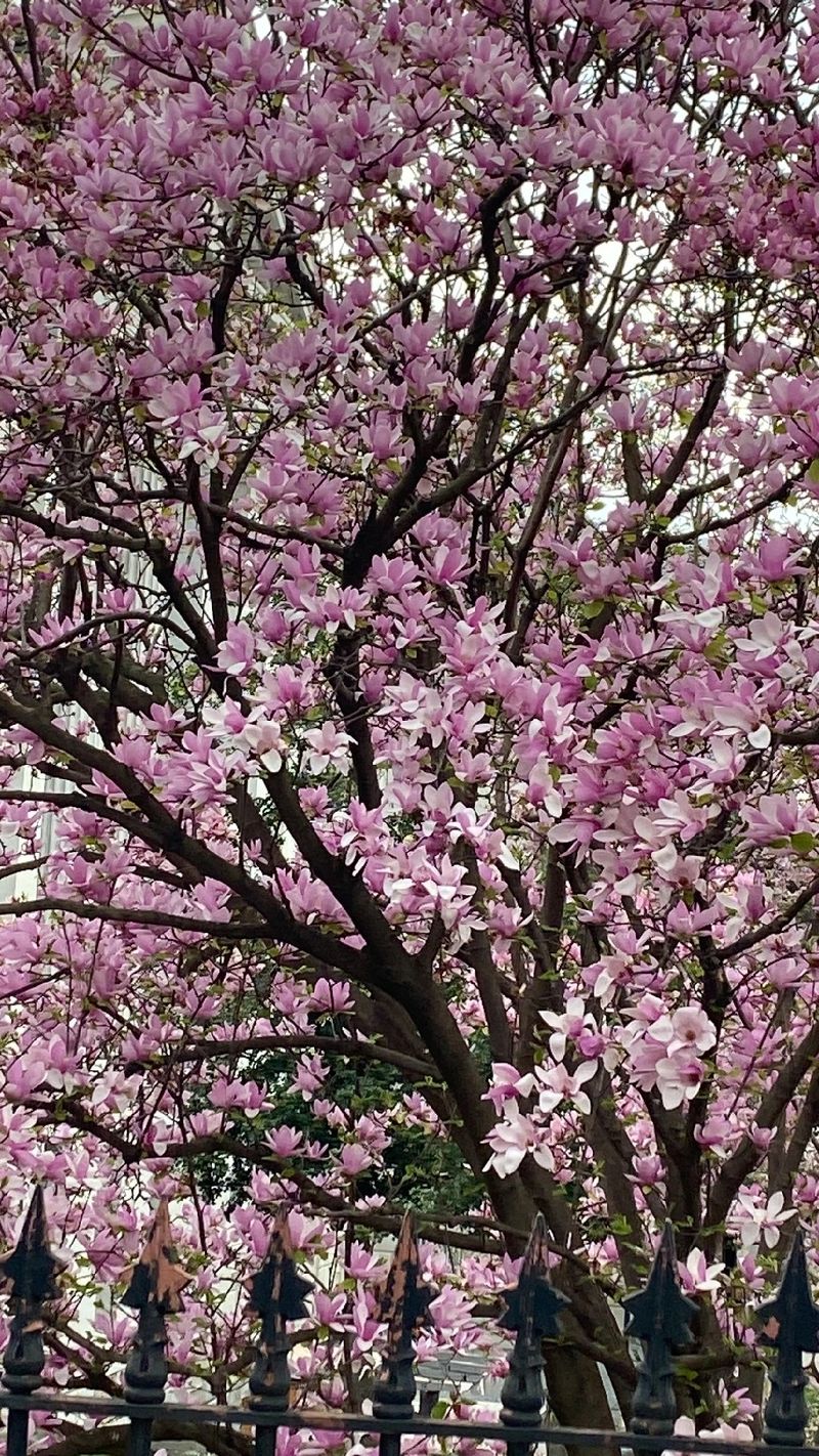 サラサモクレン（更紗木蓮）の花言葉とその魅力を探る