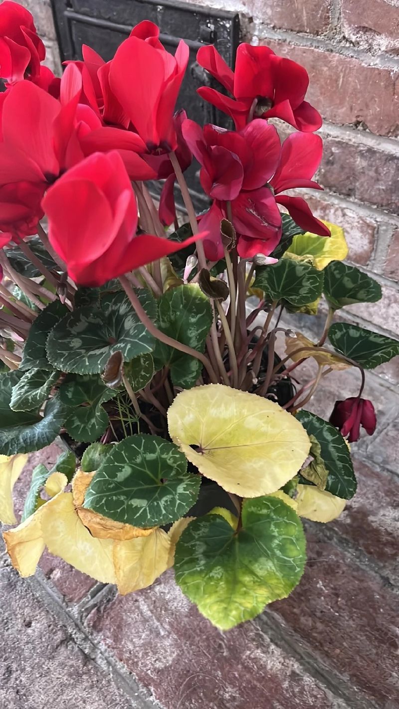 Подкормка клубники весной дрожжами